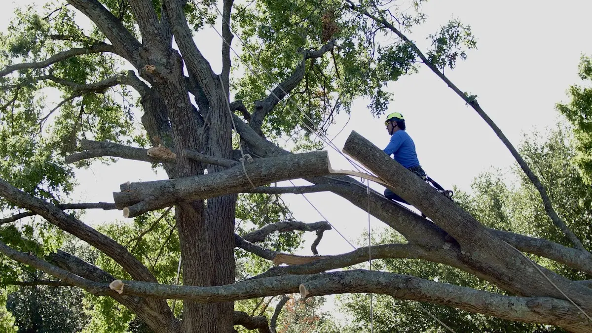 Professional Crown Thinning performed by certified arborists in Blairsville